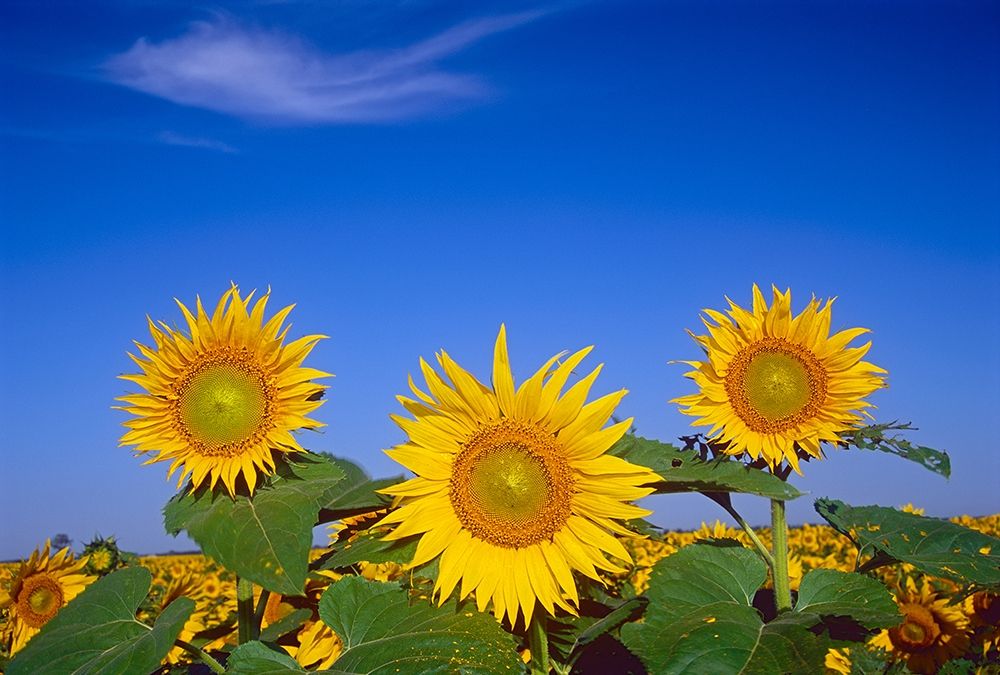 Canada-Manitoba-Altona Close-up of sunflowers art print by Jaynes Gallery for $57.95 CAD